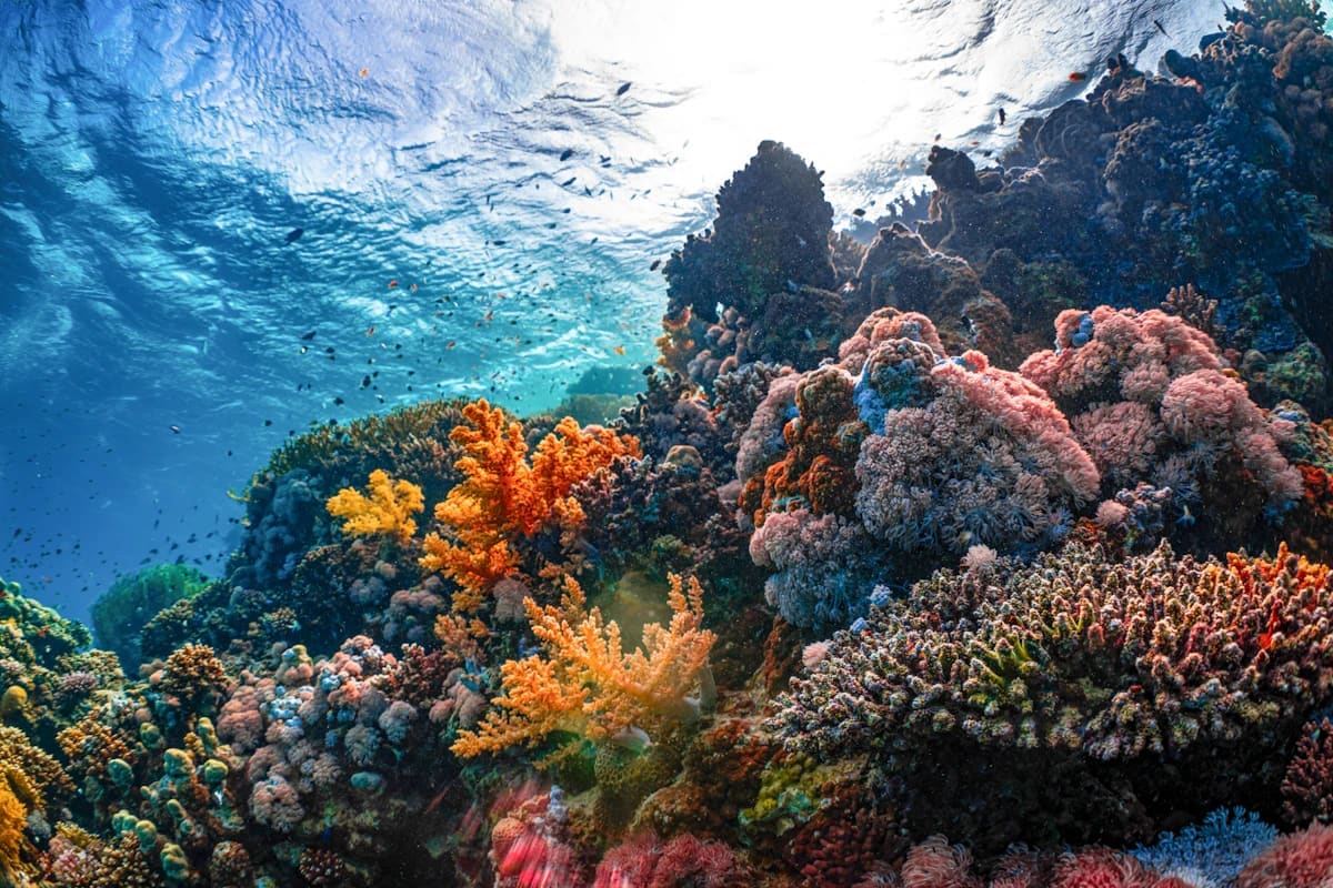 Ras Mohamed Snorkeling Red Sea