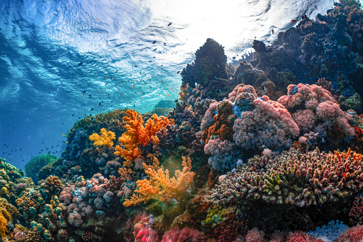Ras Mohamed Snorkeling Red Sea